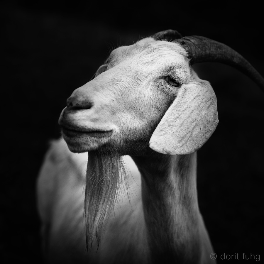 billy goat Adam