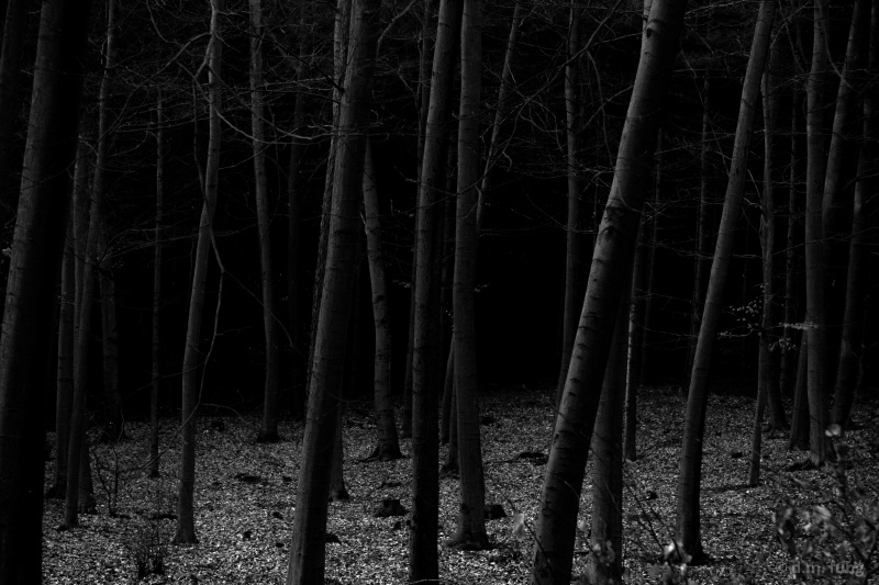 silent woods